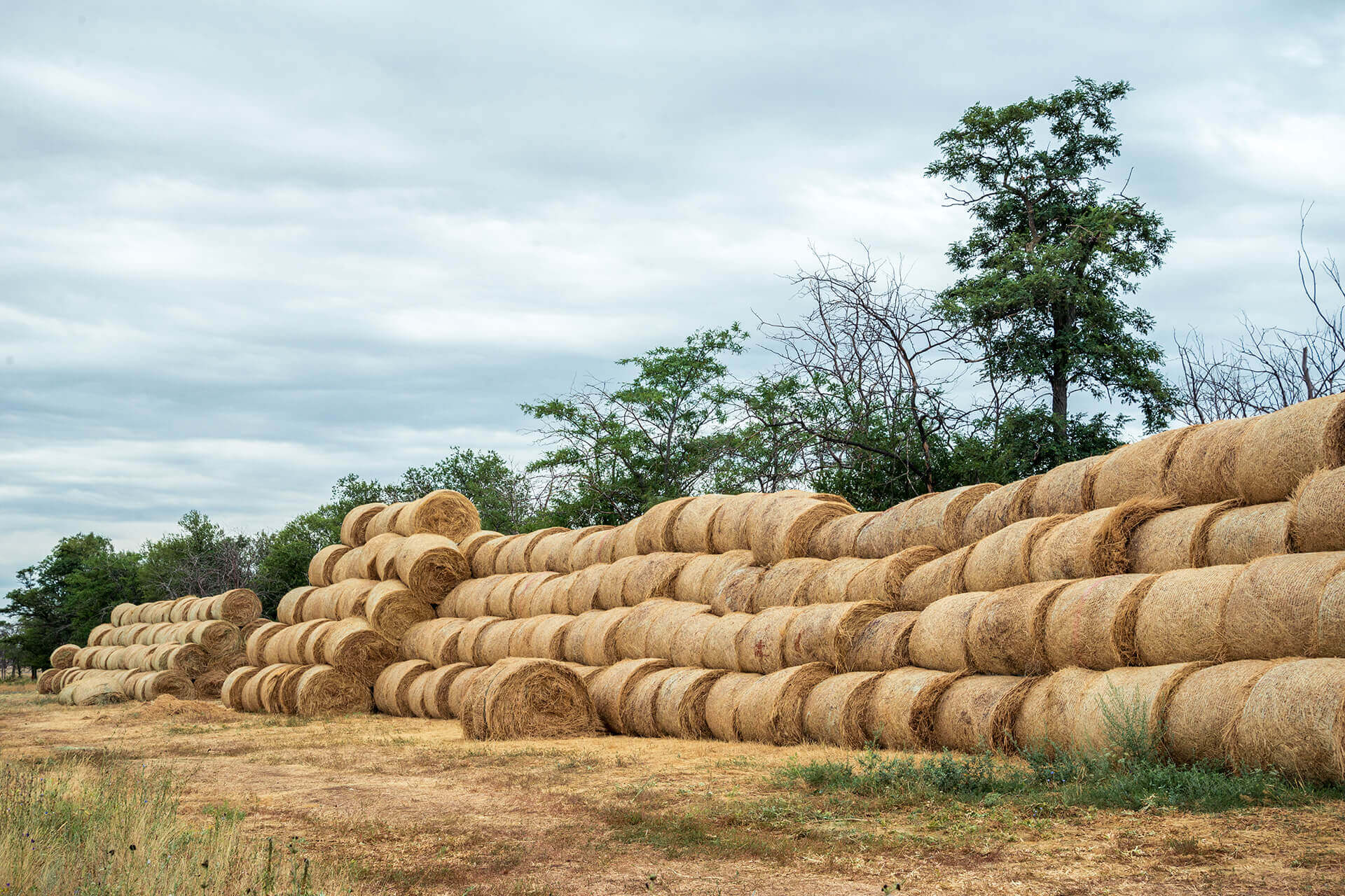 Praesent varius elit nisl, in maximus augue – Namma Rudhra Farms